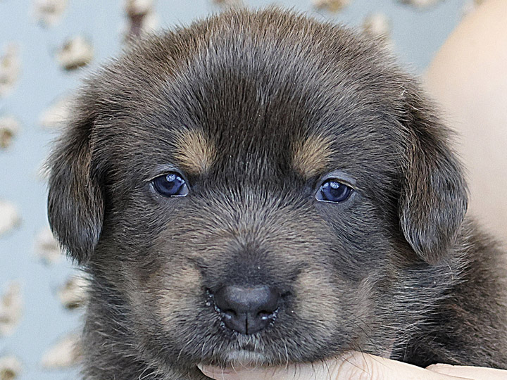 chinook puppy